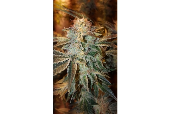 GG#4 (Zamnesia Seeds) feminizowane
