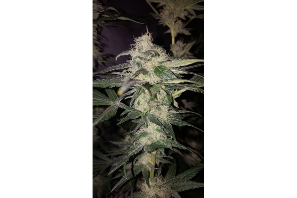 GG#4 (Zamnesia Seeds) feminizowane