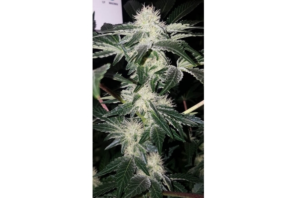 GG#4 (Zamnesia Seeds) feminizowane