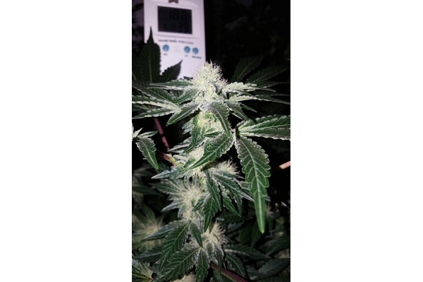 GG#4 (Zamnesia Seeds) feminizowane