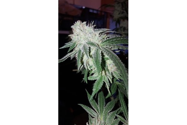 GG#4 (Zamnesia Seeds) feminizowane