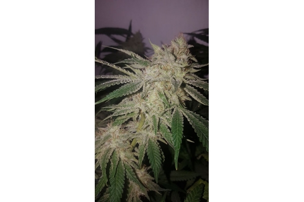 GG#4 (Zamnesia Seeds) feminizowane