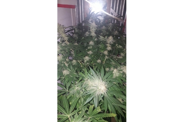 GG#4 (Zamnesia Seeds) feminizowane