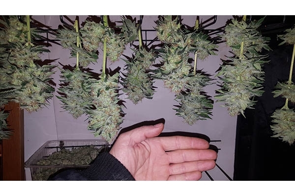 GG#4 (Zamnesia Seeds) feminizowane