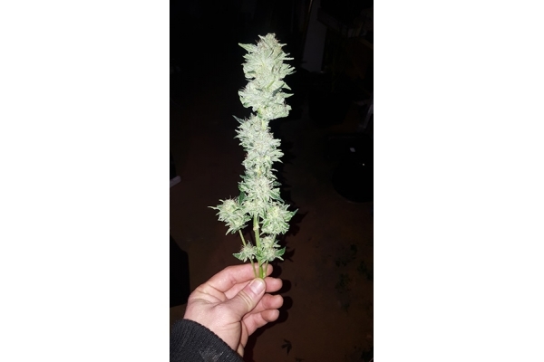 GG#4 (Zamnesia Seeds) feminizowane