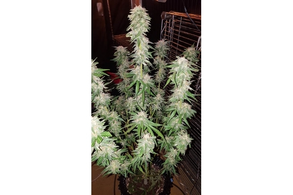 GG#4 (Zamnesia Seeds) feminizowane