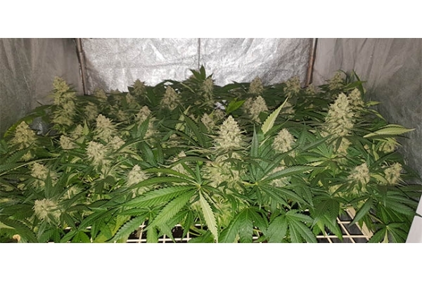 GG#4 (Zamnesia Seeds) feminizowane