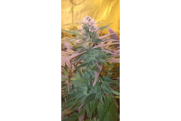 GG#4 (Zamnesia Seeds) feminizowane