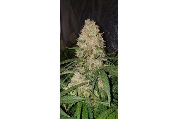 GG#4 (Zamnesia Seeds) feminizowane