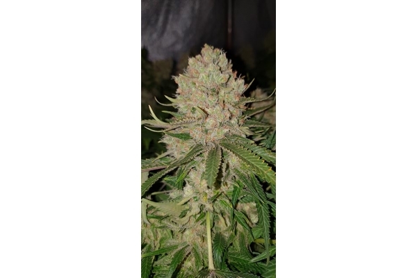 GG#4 (Zamnesia Seeds) feminizowane