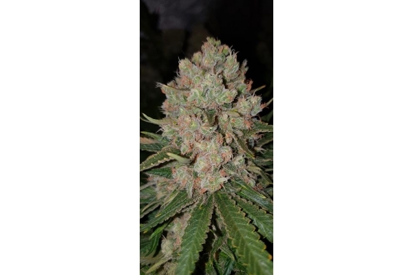 GG#4 (Zamnesia Seeds) feminizowane