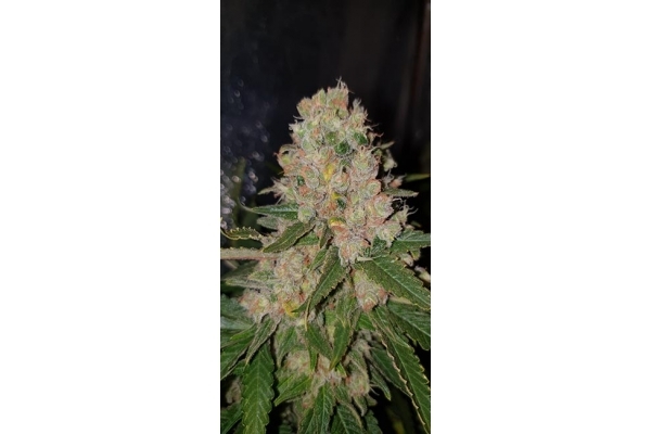 GG#4 (Zamnesia Seeds) feminizowane