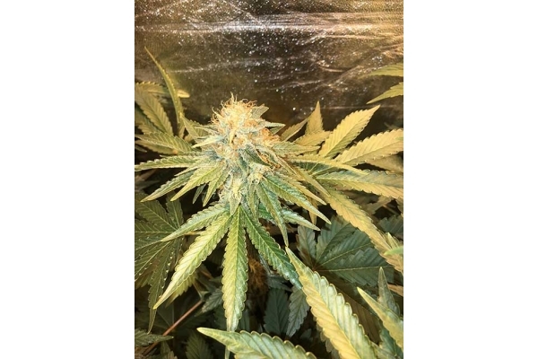 GG#4 (Zamnesia Seeds) feminizowane