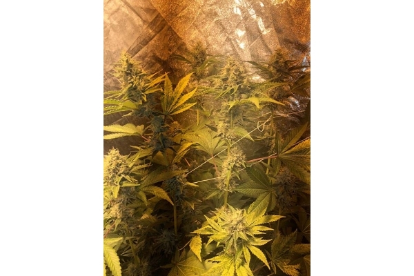 GG#4 (Zamnesia Seeds) feminizowane
