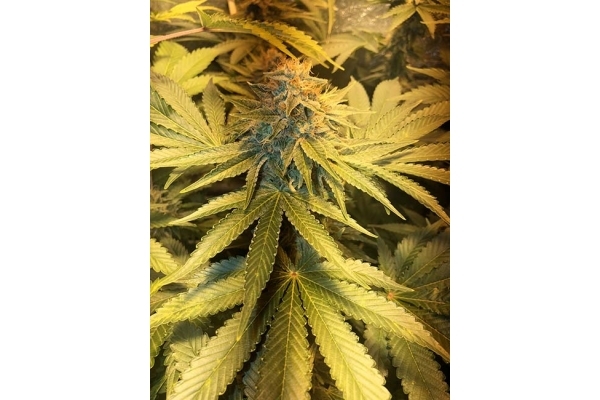 GG#4 (Zamnesia Seeds) feminizowane