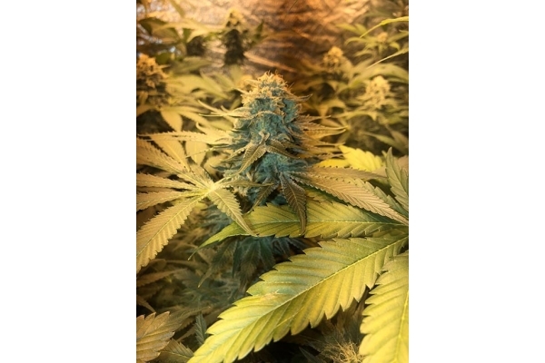 GG#4 (Zamnesia Seeds) feminizowane