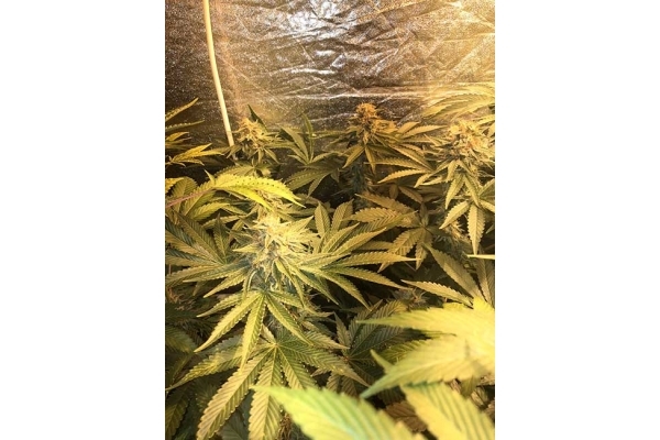 GG#4 (Zamnesia Seeds) feminizowane