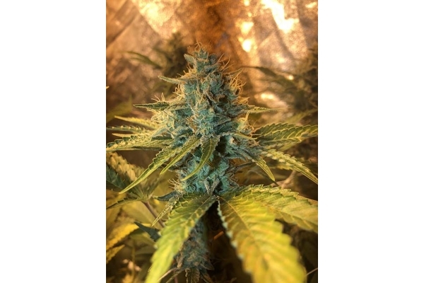 GG#4 (Zamnesia Seeds) feminizowane