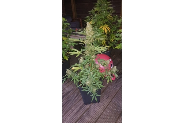 GG#4 (Zamnesia Seeds) feminizowane