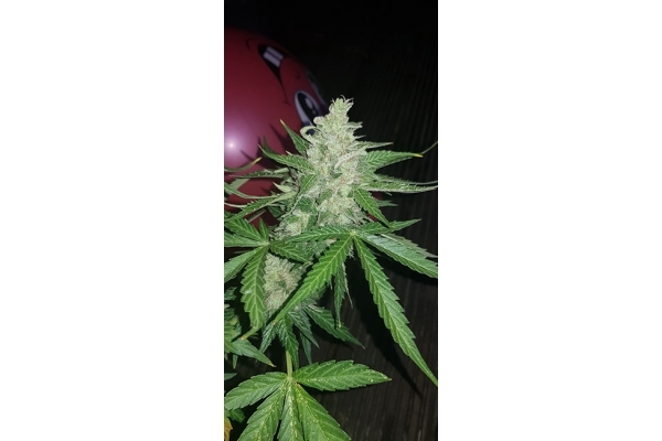GG#4 (Zamnesia Seeds) feminizowane