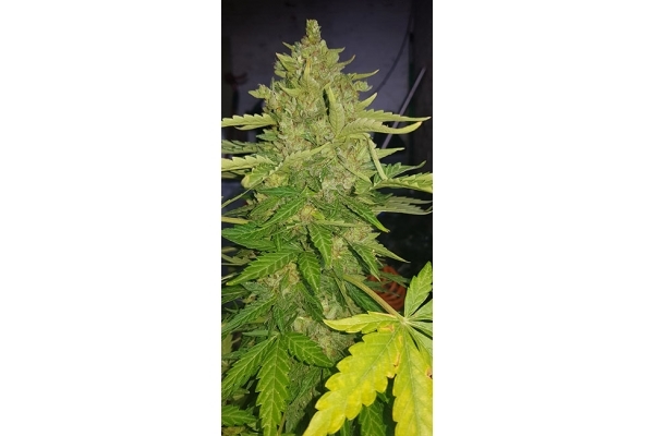 GG#4 (Zamnesia Seeds) feminizowane