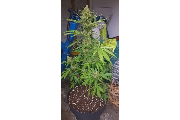 GG#4 (Zamnesia Seeds) feminizowane
