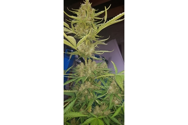 GG#4 (Zamnesia Seeds) feminizowane