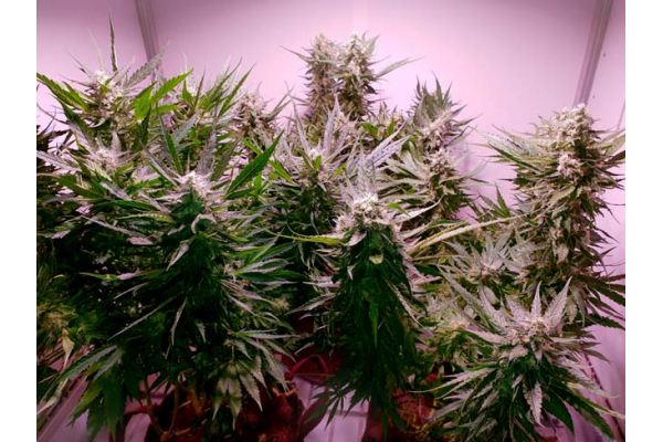 GG#4 (Zamnesia Seeds) feminizowane