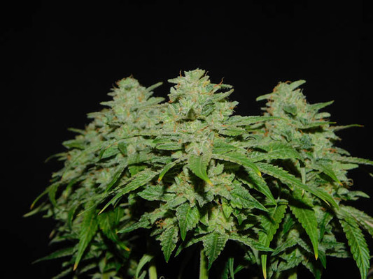 Tangerine G13 (Amsterdam Genetics) feminizowane
