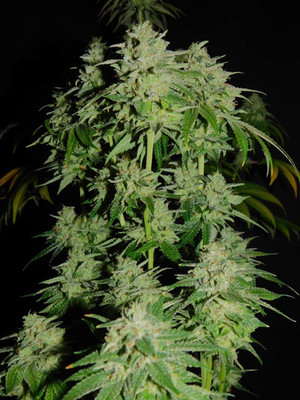 Tangerine G13 (Amsterdam Genetics) feminizowane