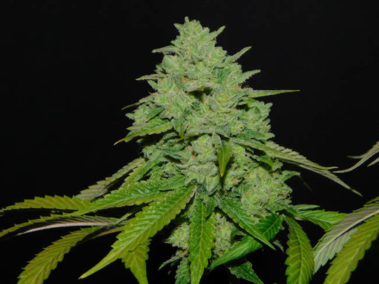 Tangerine G13 (Amsterdam Genetics) feminizowane