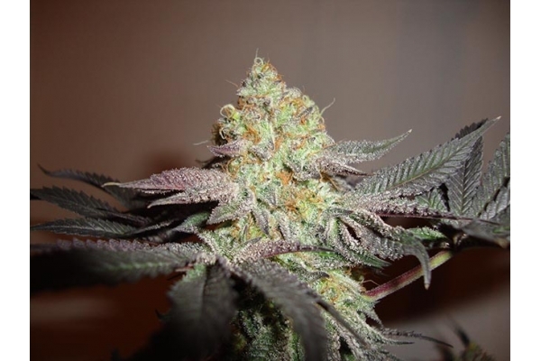 Girl Scout Cookies (Zamnesia Seeds) Feminizowane
