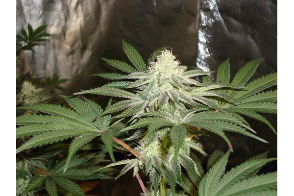 Girl Scout Cookies (Zamnesia Seeds) Feminizowane