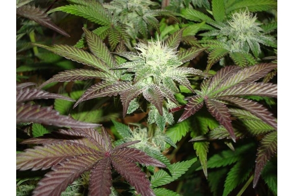 Girl Scout Cookies (Zamnesia Seeds) Feminizowane