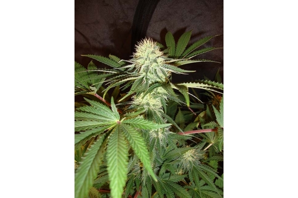 Girl Scout Cookies (Zamnesia Seeds) Feminizowane
