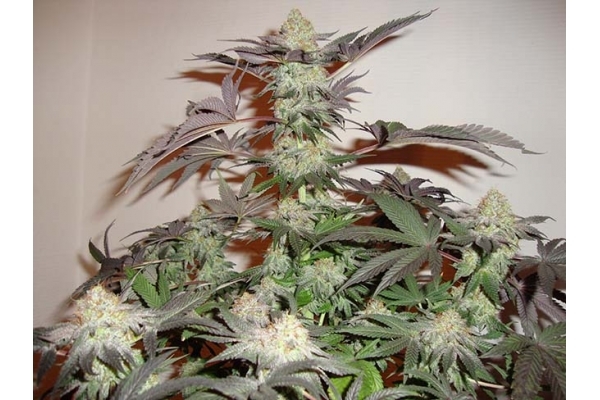 Girl Scout Cookies (Zamnesia Seeds) Feminizowane