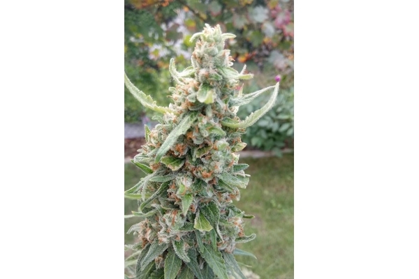 Girl Scout Cookies (Zamnesia Seeds) Feminizowane
