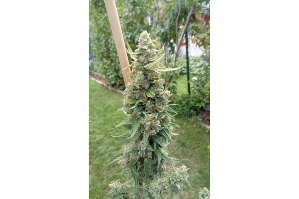 Girl Scout Cookies (Zamnesia Seeds) Feminizowane