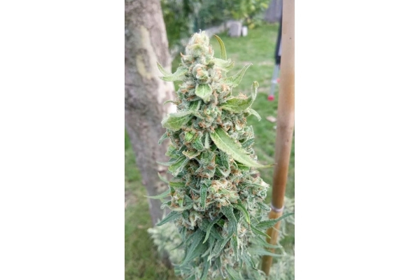 Girl Scout Cookies (Zamnesia Seeds) Feminizowane
