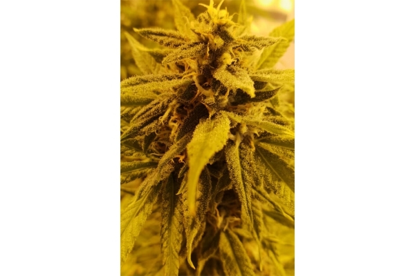Girl Scout Cookies (Zamnesia Seeds) Feminizowane
