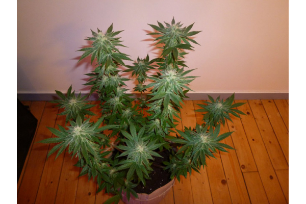 Girl Scout Cookies (Zamnesia Seeds) Feminizowane