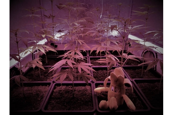 Banana (Zamnesia Seeds) feminizowane