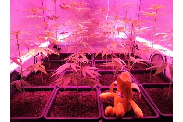 Banana (Zamnesia Seeds) feminizowane