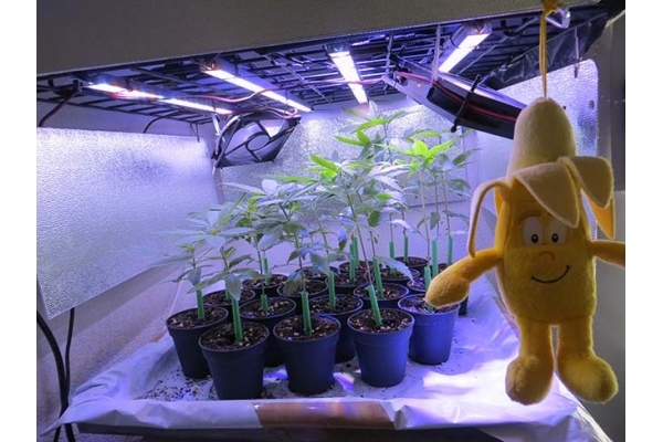 Banana (Zamnesia Seeds) feminizowane