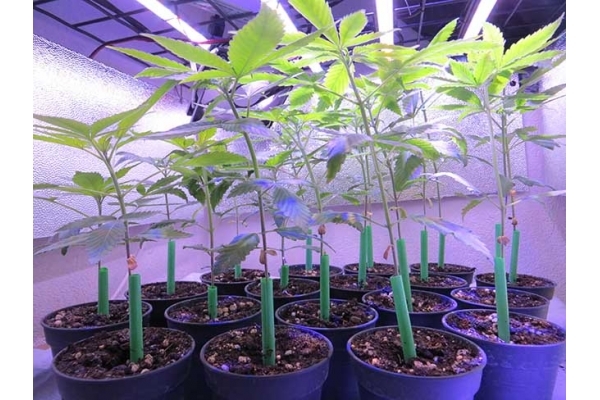 Banana (Zamnesia Seeds) feminizowane