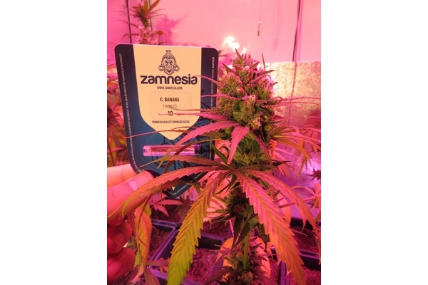 Banana (Zamnesia Seeds) feminizowane