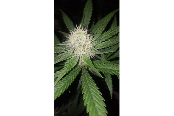 Lemon Power Haze (Zamnesia Seeds) feminizowane