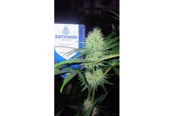 Lemon Power Haze (Zamnesia Seeds) feminizowane