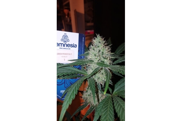 Lemon Power Haze (Zamnesia Seeds) feminizowane