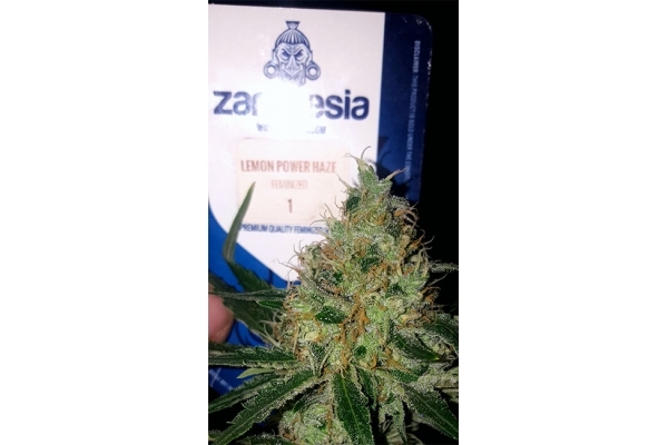 Lemon Power Haze (Zamnesia Seeds) feminizowane